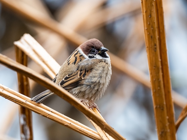 Free photo beautiful shot of a cute sparrow standing on a branch in the park