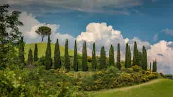 Free photo beautiful shot of cypress trees surrounded by green plants