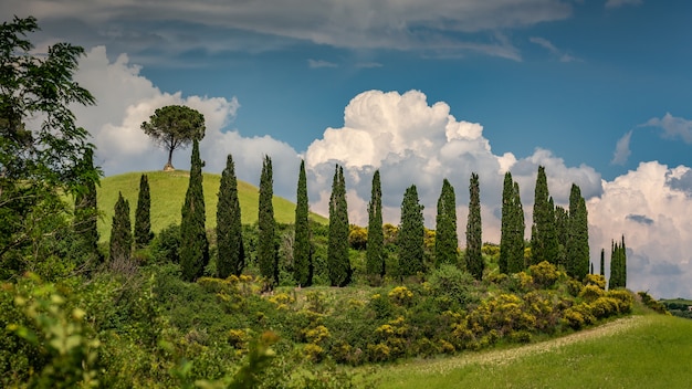 Beautiful shot of cypress trees surrounded by green plants