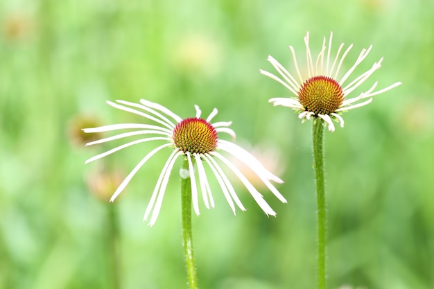 Beautiful shot of the daisy flowers in Royal Botanical Gardens in summer