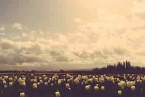 Free photo beautiful shot of a dark field of tulips under beautiful cloudy sky