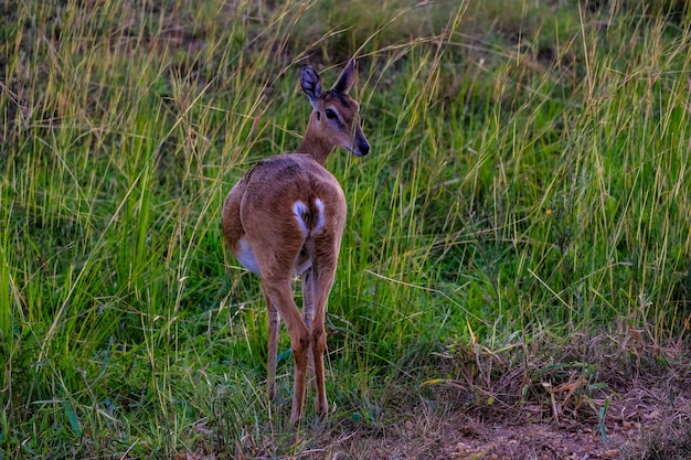 Beautiful shot of deer from behind looking backward in a grassy field