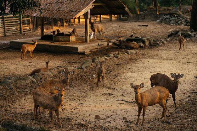 Free photo beautiful shot of deers on a field looking at the camera