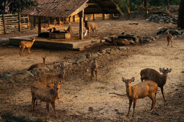 Beautiful shot of deers on a field looking at the camera