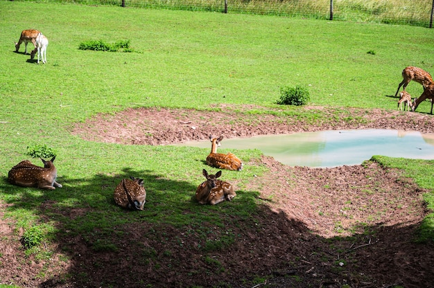 Foto gratuita bellissimo colpo di cervi sull'erba verde allo zoo in una giornata di sole