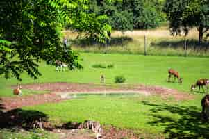 Foto gratuita bellissimo colpo di cervi sull'erba verde allo zoo in una giornata di sole