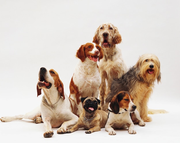 Beautiful shot of different dog breeds resting