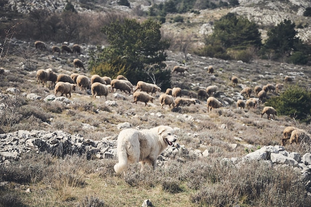 フランスのリビエラの後背地で犬と羊の群れの美しいショット