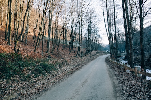 Красивый снимок сухих голых деревьев возле дороги в горах в холодный зимний день