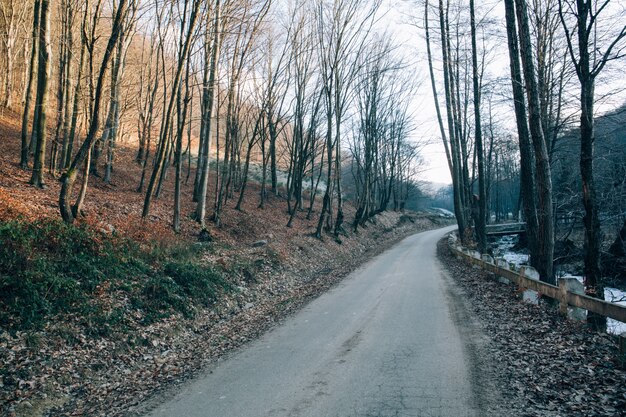 추운 겨울 날에 산에서 도로 근처 마른 벌거 벗은 나무의 아름다운 샷