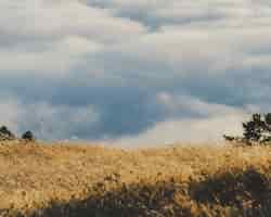 Foto gratuita bella ripresa di un campo erboso secco con cielo nuvoloso