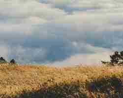 Free photo beautiful shot of a dry grassy field with cloudy sky