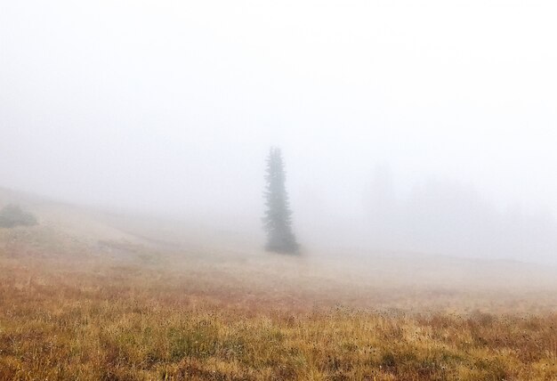 霧の中の木と乾いた草原の美しいショット