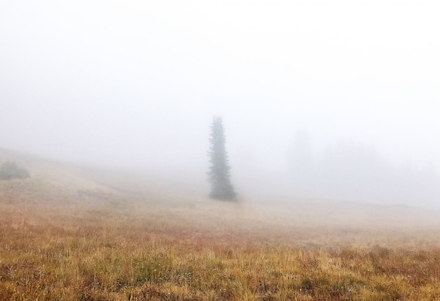 Beautiful shot of a dry grassy field with a tree in the fog