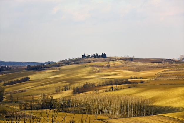 Foto gratuita bello colpo di un campo erboso asciutto con gli alberi sotto un cielo nuvoloso