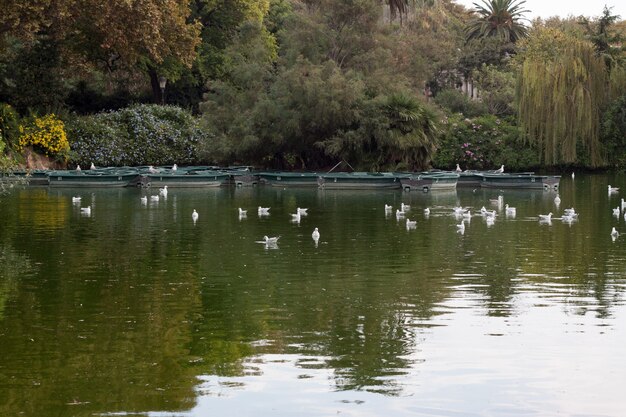 Beautiful shot of ducks floating on the water of a pond