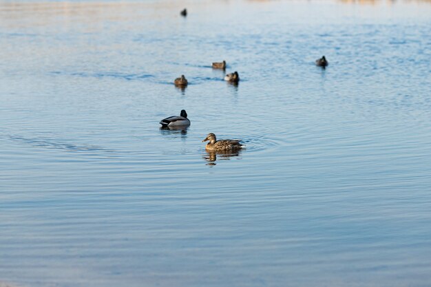 Beautiful shot of ducks swimming in the pond