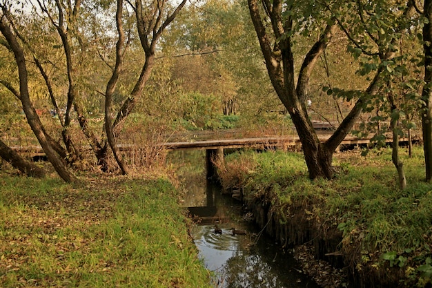 Красивая съемка уток плавая в воде в парке в Москве