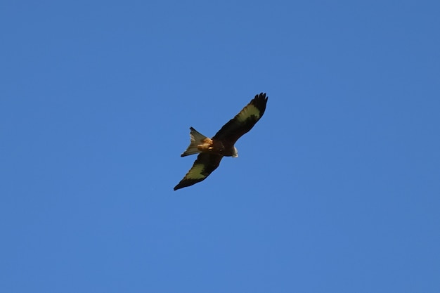 Красивый снимок орла, летящего на голубом небе