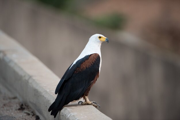 Beautiful shot of an eagle