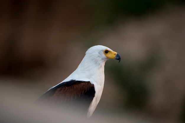 Beautiful shot of an eagle