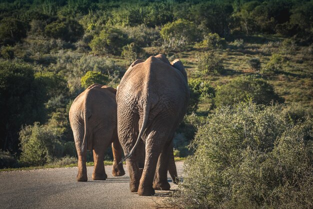 Beautiful shot of elephants in South Africa