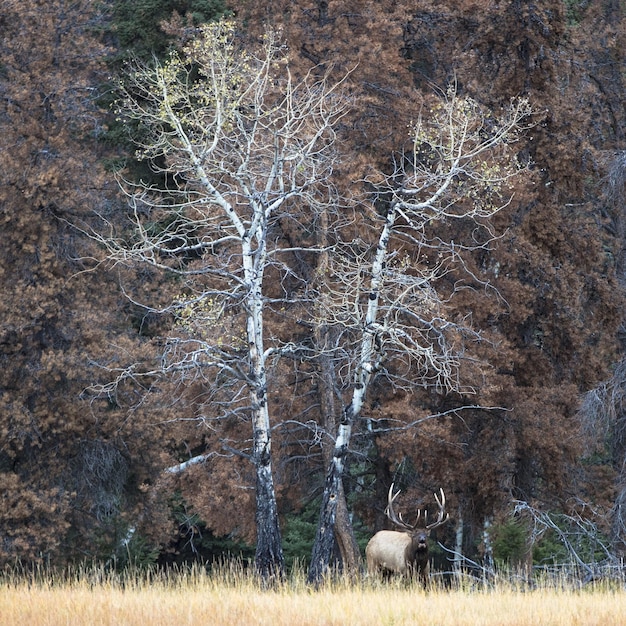 Beautiful shot of an elk standing in the distance near leafless trees in a dry grassy field