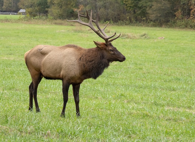 Beautiful shot of an elk in a wild field