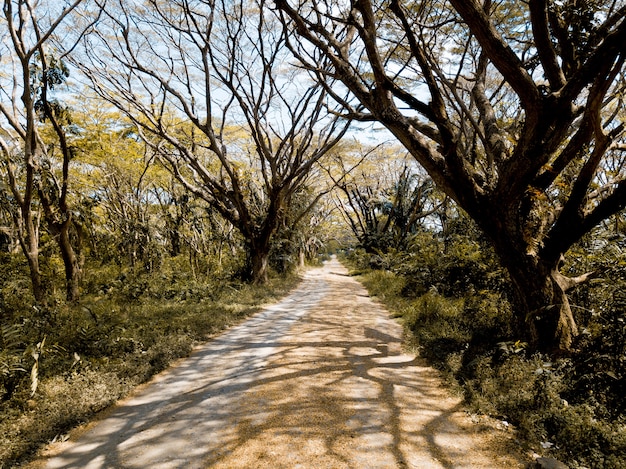 Beautiful shot of an empty pathway in the middle of leafless trees and green plants