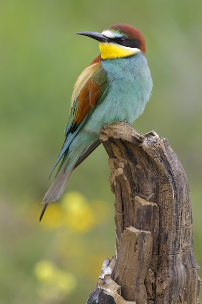 Beautiful shot of a European Bee-eater bird perched on a log in the forest