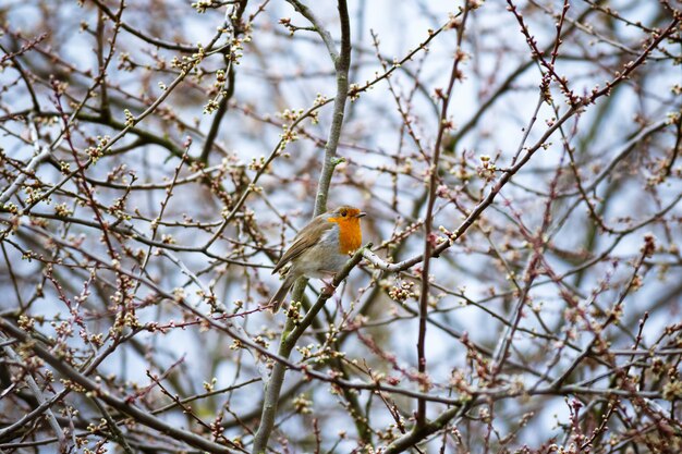 Beautiful shot of a european robin bird resting on the branch