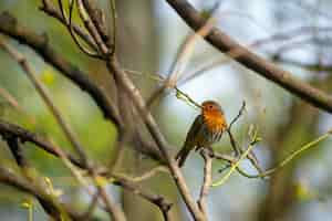 Free photo beautiful shot of a european robin sitting on a branch