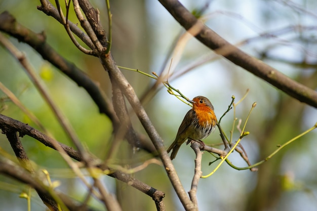 Beautiful shot of a European robin sitting on a branch
