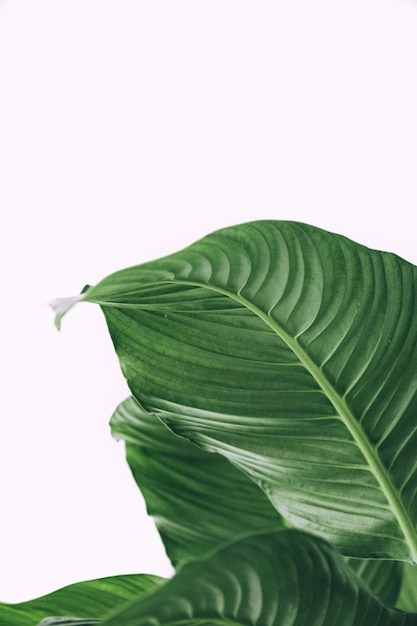 Beautiful shot of exotic tropical leaves