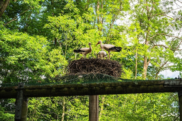 Free photo beautiful shot of a family of white stork in their nest in spring