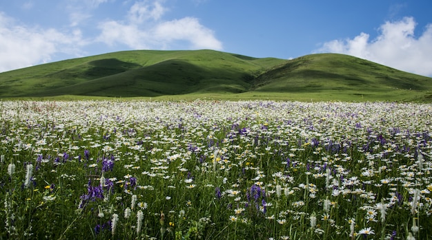 Красивый снимок поля, полного полевых цветов в окружении холмов