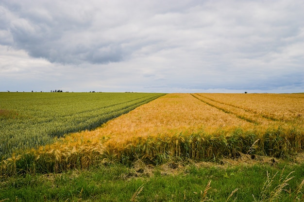 Beautiful shot of a field near the road in Germany