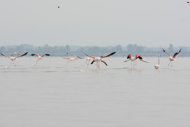 Beautiful shot of the flamingos in the calm lake with trees in the background on a foggy day