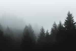 Free photo beautiful shot of fog covering pine trees