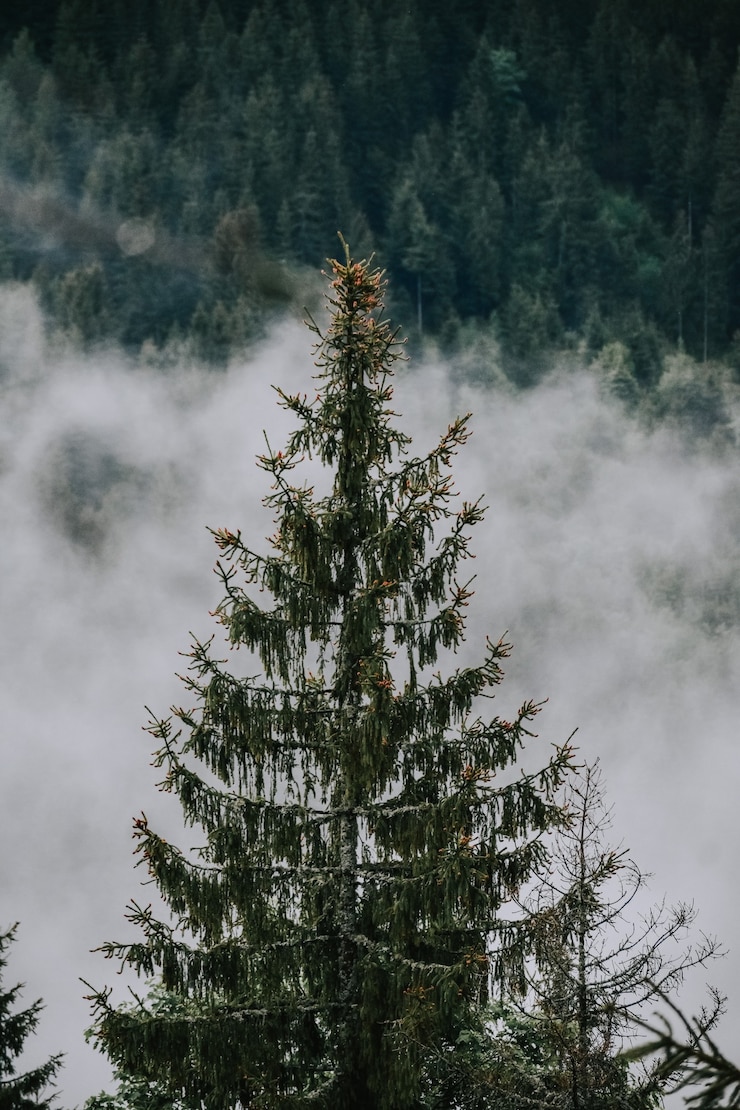 Free Photo beautiful shot of foggy forest