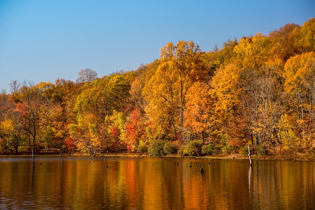 Beautiful shot of a forest beside a lake and the reflection of colorful autumn trees in the water