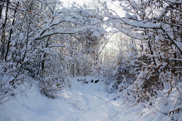겨울 동안 눈으로 덮인 산 위의 아름다운 숲