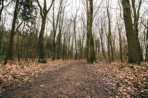 Foto gratuita bella ripresa di un sentiero nel bosco con un cielo cupo