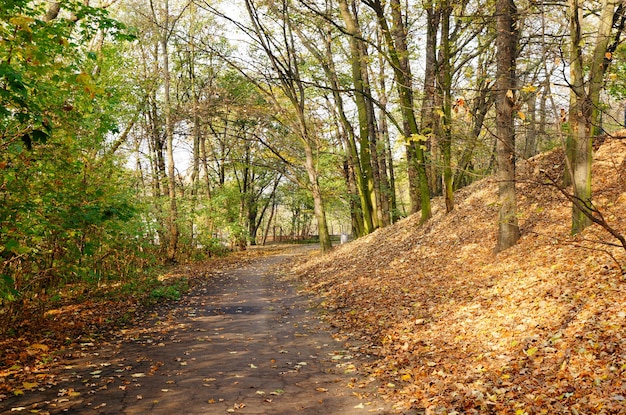 Beautiful shot of a forest road at daytime