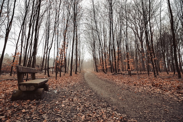 Beautiful shot of a forest road with a gloomy sky