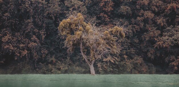 Beautiful shot of a forest with a lot of trees near a lake during daytime