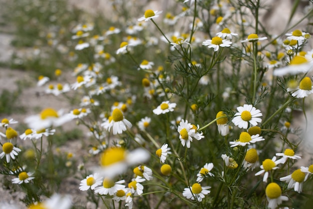 Beautiful shot of forget-me-nots