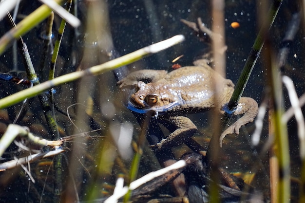 Free photo beautiful shot of a frog swimming in the small lake called sulfne on south tirol, italy