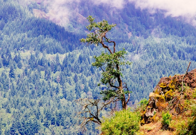 Beautiful shot from a cliff near a tree with a forested mountain