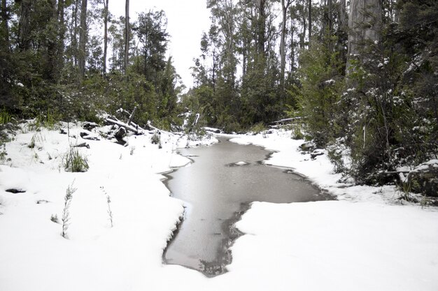 겨울 날 숲에서 눈 덮인 땅에 얼어 붙은 호수의 아름다운 샷